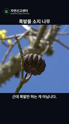 폭발물 소지로 신고 접수된 나무