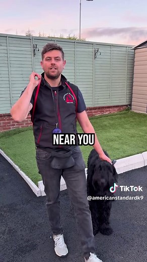 Mastering E-Collar Training for Your Dog