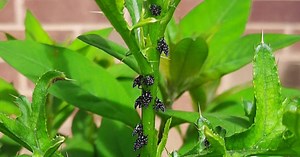 Spotted Lanternfly Damage... And What to Do About It