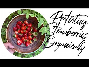 Organic Pest Control for Strawberries