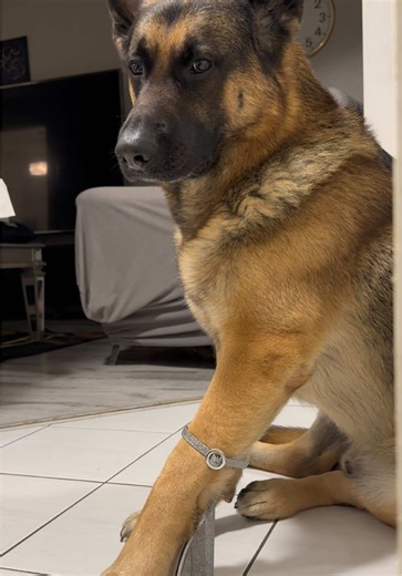 Funny German Shepherds Compilation You Can't Miss