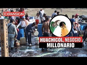 ASÍ OPERA una RED de HUACHICOLEROS en MÉXICO | ÚLTIMAS NOTICIAS