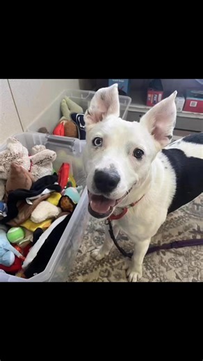 3.3K views · 81 reactions | Meet the adoptable dogs at Angel Ridge in Washington, PA Saturday and Sunday 12-3 (arrive by 2:30). You might just meet your new best friend! ❤️ KL3269 | Angel Ridge Animal Rescue | Facebook