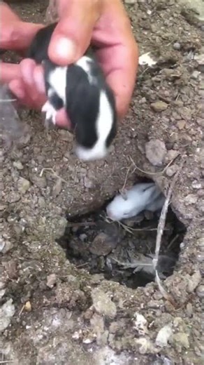 #animal #nature #pet #wildlife #adorable 44