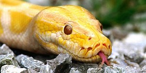 La pitón que se comió al gran cocodrilo estuvo 5 horas sin poderse mover