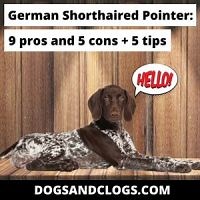 German Shorthaired Pointer: 9 Pros And 5 Cons   5 Tips