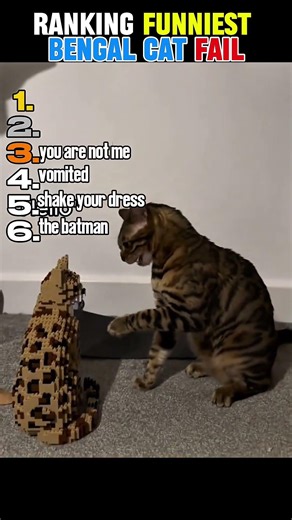 Ranking funniest bengal cat fail😭#funny