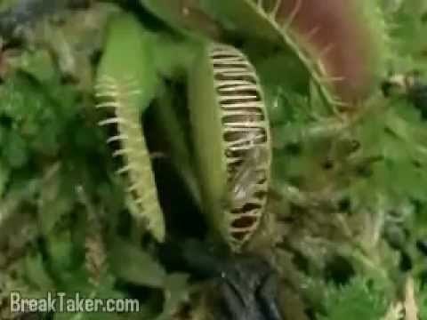frog eaten by venus flytrap