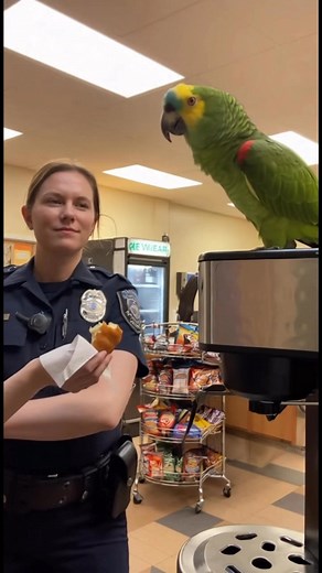 Parrot & Cops – The Late-Night Snack #parrot #cops #funnypets #funny #police #funnyvideos #talkingparrot #funnyreels #ParrotComedy #parrotroastingcops | Ronny Chieng Fan