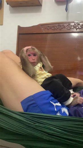 Adorable Baby Monkey Watching TV