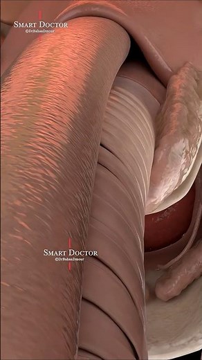 Your organs from behind 🔥