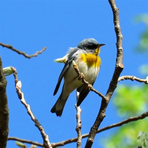 Northern parula singing (Setophaga americana) North America, Canada, Florida. | BIRDS & Nature