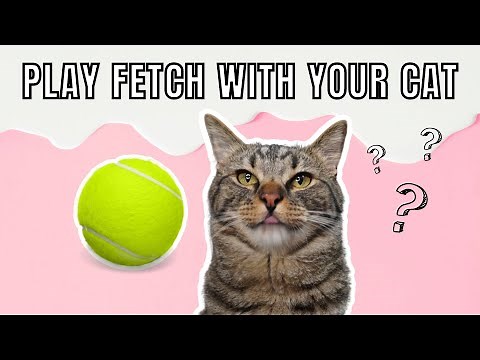 How to Teach Your Cat to Play Fetch! - Easy Method For Beginners
