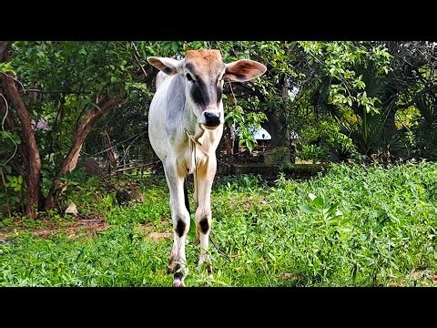 Adorable baby cow walking & mooing