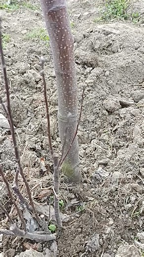 Informative video regarding getting a free rootstock, #horticultureupdates #horticulture #smartfarming #organicgardening #ultrahighdensity #m9t337 #MM111 #MM106 like and share | Daily Horticulture Updates