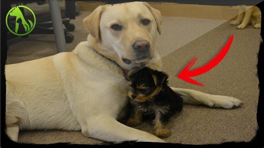 Vet Refuses To Euthanize Blind Five-Week-Old Puppy And Changes His Fate