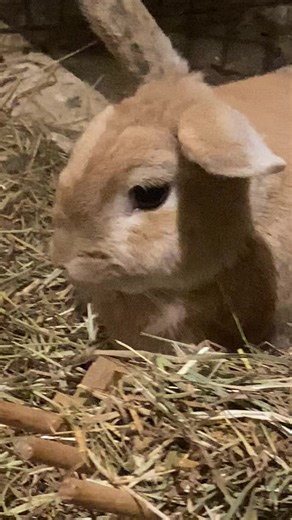 Ari having a good day 🐇🐇💓💓