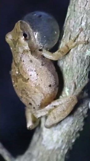 Spring Peeper calling!