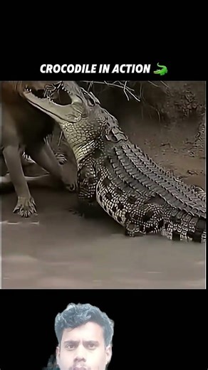 This crocodile is catching baby hippo! 🤤 #viralshorts #viralytshorts #short #animalshorts #ytshorts