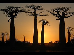 MALAGASY TOURS TSINGY & BAOBAB MADAGASCAR