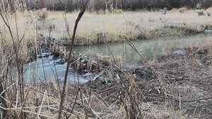 RESTORING ELK COUNTRY | Book Cliffs, UT The Book Cliffs of eastern Utah are among the most remote, rugged and yet beautiful landscapes in the Lower 48. The high plateau region is migratory corridor for elk and mule deer but it’s also extremely dry because of prolonged drought leading to poor forage conditions and summer range. These conditions contributed to declining deer and elk populations over the years. In 2019, the Rocky Mountain Elk Foundation joined the Utah Division of Wildlife Resource