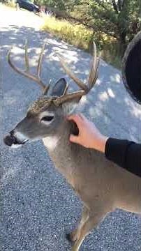 Man pets wild buck deer