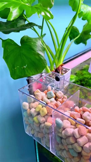 Upgrade Your Aquarium with a Powerful Waterfall Filter #aquarium #tools #fishtank