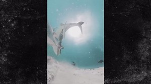 Tiger Shark Swallows Camera Which Captures Amazing Inside View