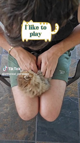 Play, eat and sleep. That's what our kittens do all day! 😺 . #etherealpersians #chinchillacat #goldenpersian #playfulkitten #persiankittens #dollfacepersian