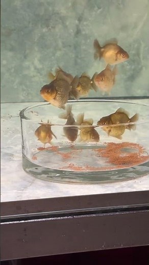 The daily task of goldfish fry is to keep eating