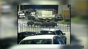 14K views · 246 reactions | Fără animale sălbatice în oraș! Protocol...