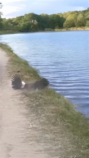 Eagle vs Cat #animals | Stanley Little
