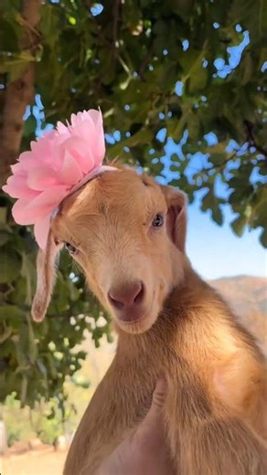 Cute Baby Goat Playing and Sound | Funny Little Goat Jumping with Sweet Voice in Farm #shorts
