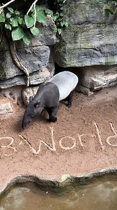 705K views · 11K reactions | Happy World Tapir Day! Watch as our...