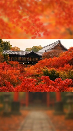 「境内が色づく瞬間。本編で全国TOP10をチェック！」#神社 #shrine #紅葉 #shorts