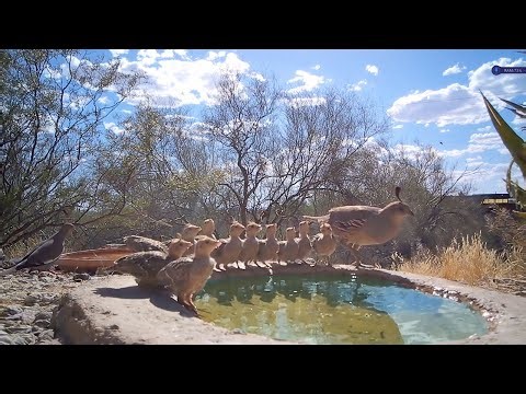 11 Quail Chicks Chirp & Drink on a Beautiful Afternoon