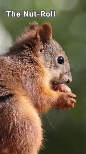 Best Red Squirrel Sounds | Super close-ups 🐿️🤪