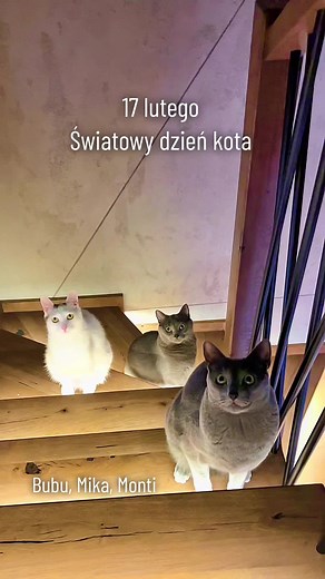 Dzień kota: Wyjątkowe stworzenia w domu