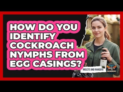 How Do You Identify Cockroach Nymphs From Egg Casings? - Insects and Invaders