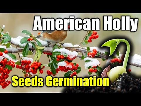 Harvesting and Germinating American Holly Tree Seeds (Germination tips)