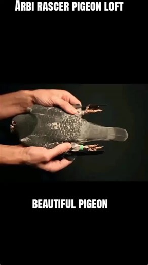 Beautiful Racing Pigeons in Arbi's Loft