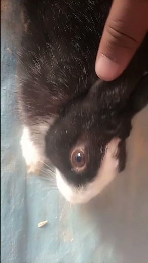 Precision Rabbitry & Commercial Management