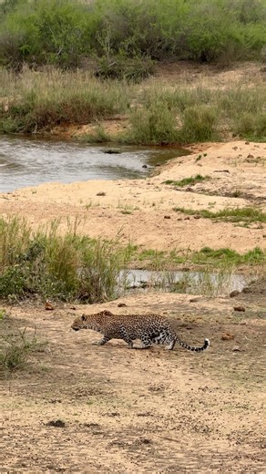 What are the kudu antelope busy looking at?!👀🐆 The Piccadilly female leopard busy stalking! Amazing sighting this morning as she tried to move unnoticed towards a herd of impala, doing the classic ‘leopard crawl’ at MalaMala Game Reserve, right in front of camp! #malamala #malamalagamereserve #leopard #bigcats #big5 #predatorandprey #amazing #africa #southafrica #africananimals #fblifestyle #wildlife #wildlifereels | Deon Kelbrick