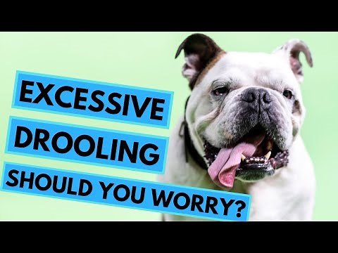 When to Worry About Dogs Drooling?