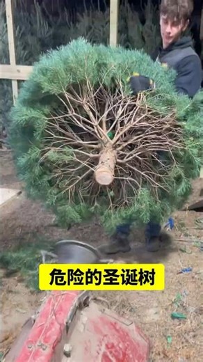 Danger! A Christmas tree that will explode! #KnowledgeExperience #FunnyVideos #Christmas #Christm...