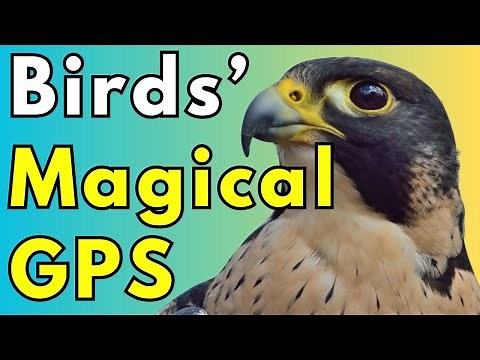 How Birds Navigate: The Biological GPS Explained
