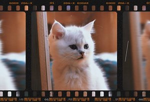 Semana Animal – Programa de Controle Populacional já cast...