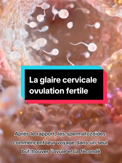 La glaire cervicale, ovulation fertile #glairecervicale #ovulation#fertility