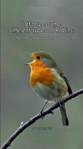 Different types of Robins #worldwithmaria #robin #birdsong #naturesounds #birdssinging #nature