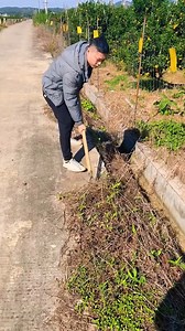 The perfect shovel for road cleaning! | Handy Dandy